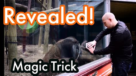 Orangutan magic trick explained
